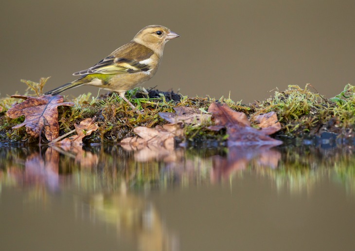 chaffinch