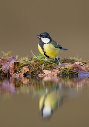 great tit