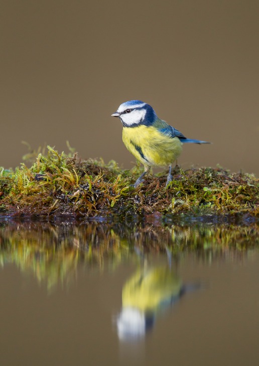 blue tit