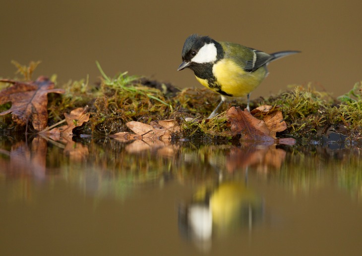 great tit