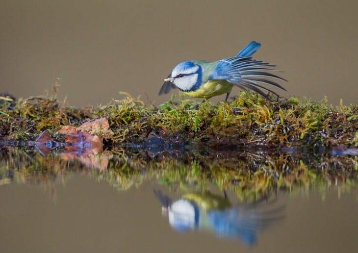 blue tit