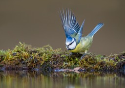 blue tit