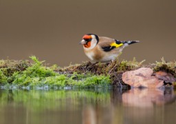 goldfinch