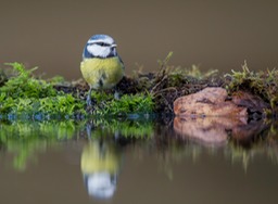 blue tit