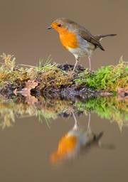 robin