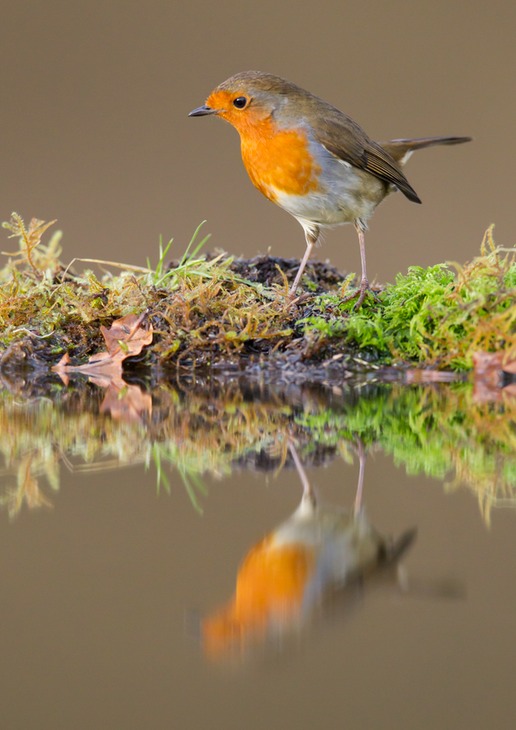 robin