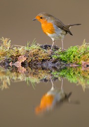 robin