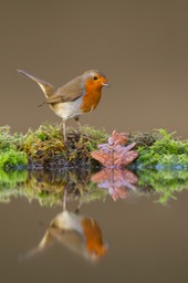 robin