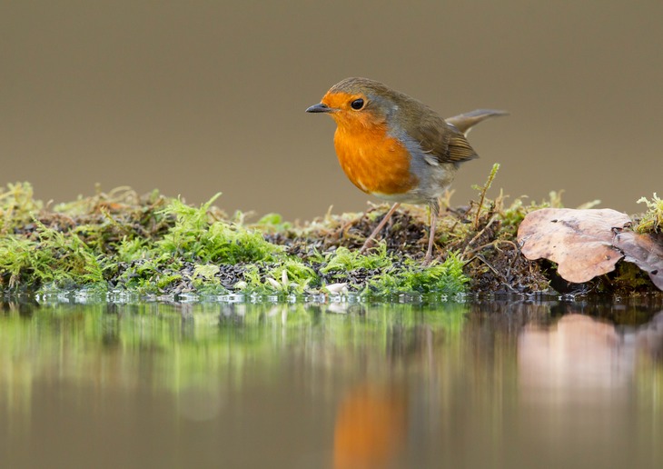 robin