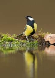 great tit