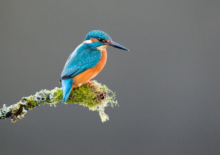 kingfisher