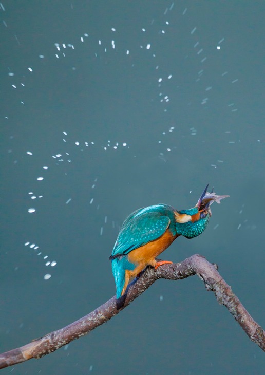 kingfisher