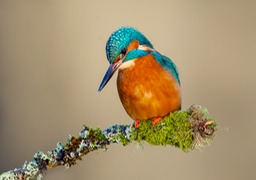 kingfisher