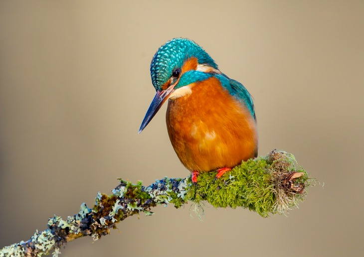 kingfisher