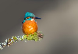 kingfisher