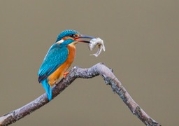 kingfisher