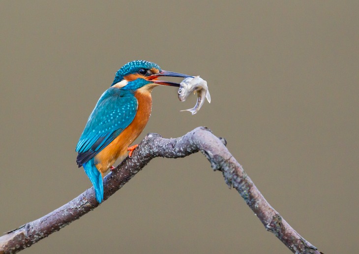 kingfisher