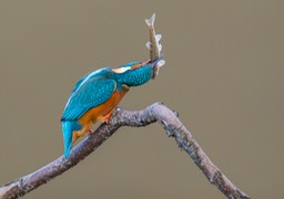 kingfisher