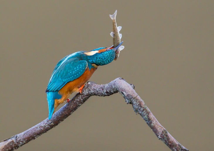 kingfisher