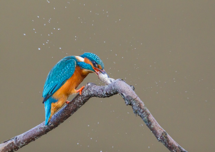 kingfisher