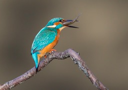 kingfisher