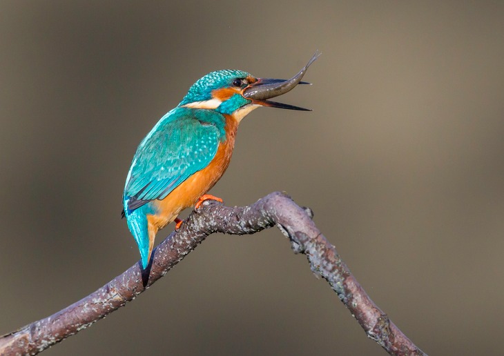 kingfisher