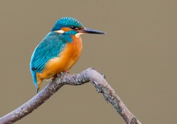 kingfisher