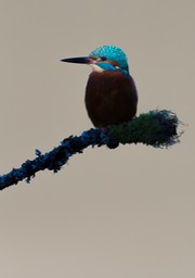 kingfisher