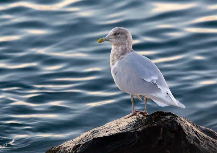 iceland gull