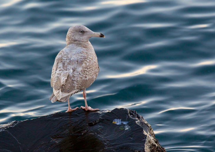 glaucous gull