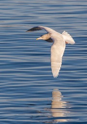 glaucous gull