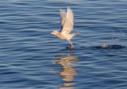 iceland gull