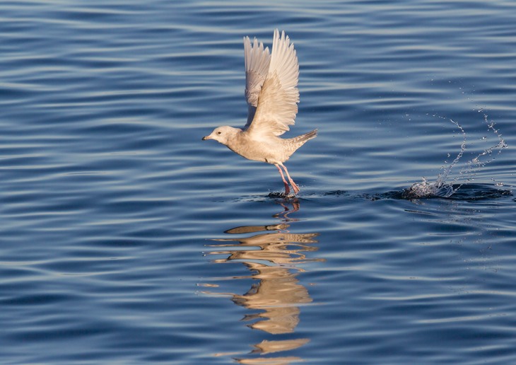 iceland gull