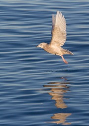 iceland gull