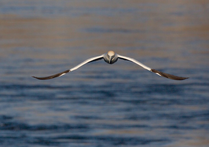 gannet