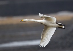 whooper swan