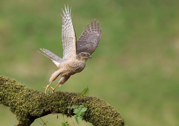 sparrowhawk juv