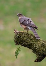 sparrowhawk juv