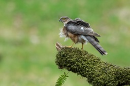 sparrowhawk juv