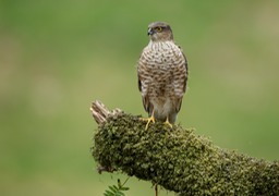 sparrowhawk juv