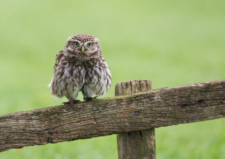 little owl