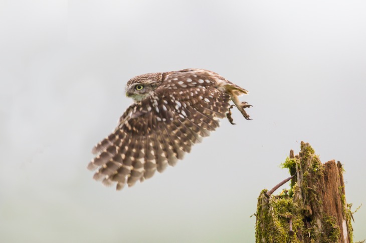 little owl