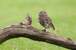 little owl