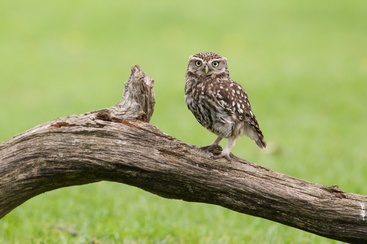 little owl