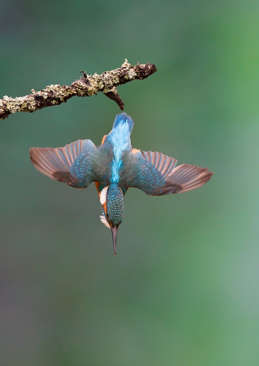 kingfisher