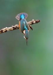 kingfisher