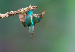 kingfisher