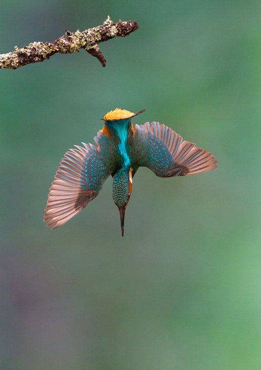 kingfisher