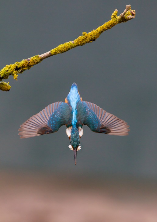 kingfisher