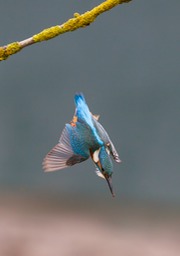 kingfisher